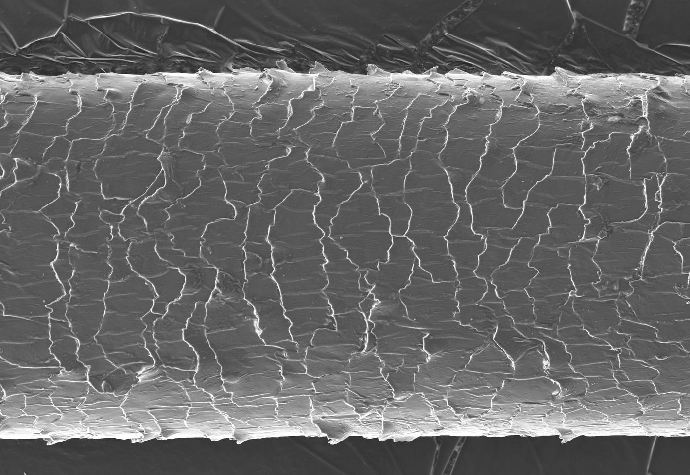 Haarvezel zonder 24 Kerats onder de elektronenmicroscoop